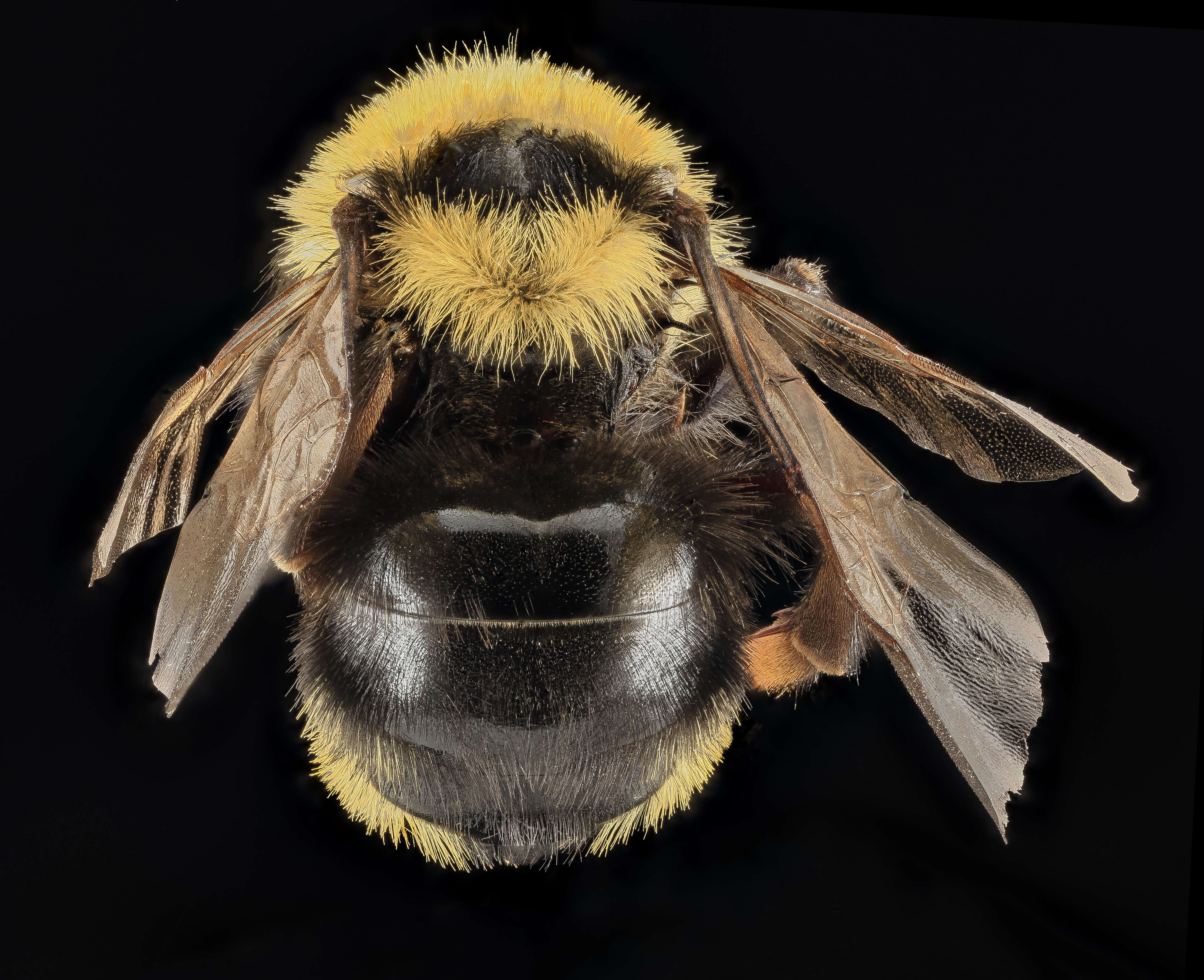 Image de Bombus insularis (Smith 1861)