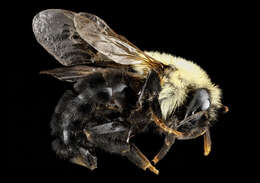 Image of Lemon Cuckoo Bumblebee