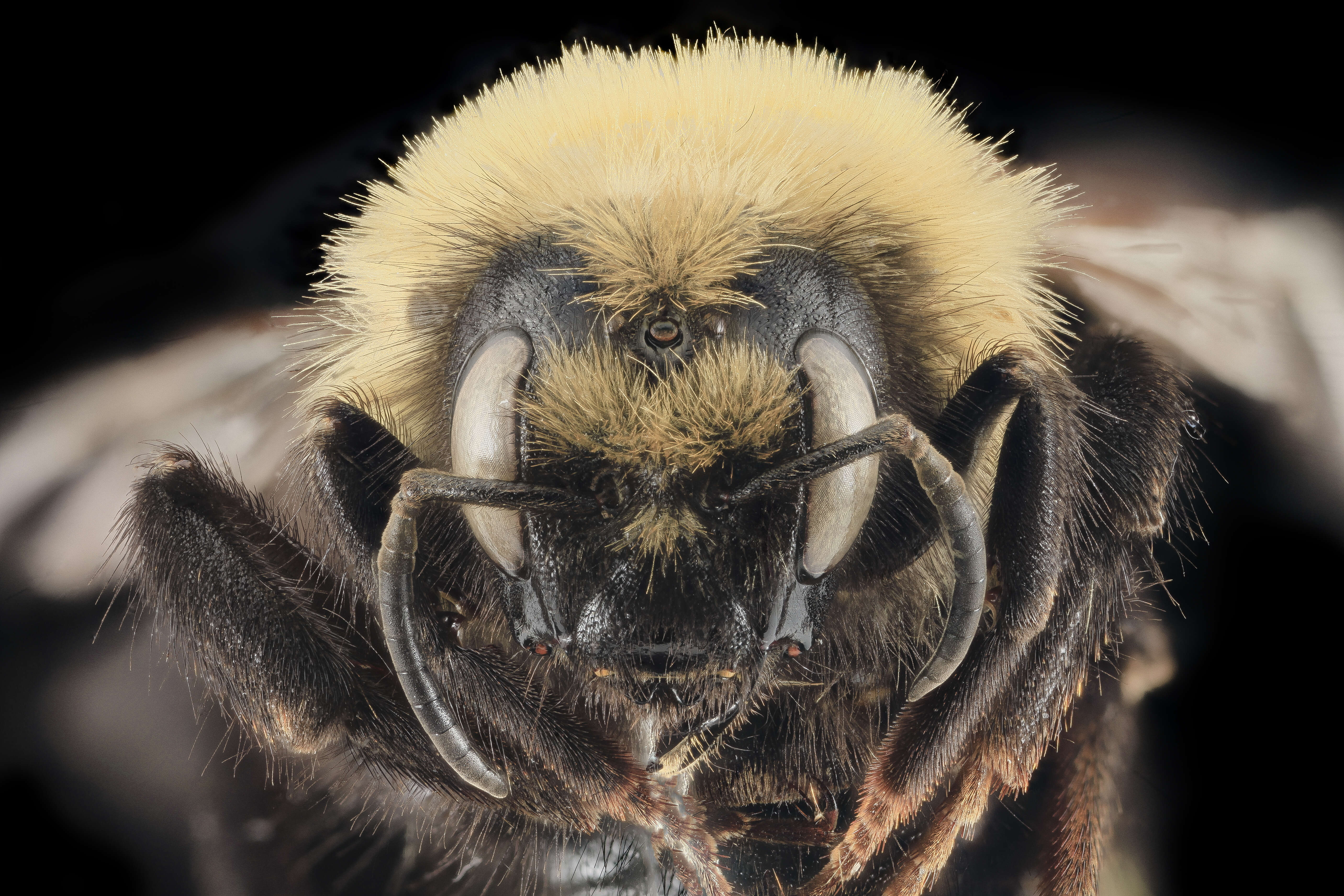 Image de Bombus insularis (Smith 1861)