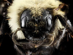 Image of Lemon Cuckoo Bumblebee