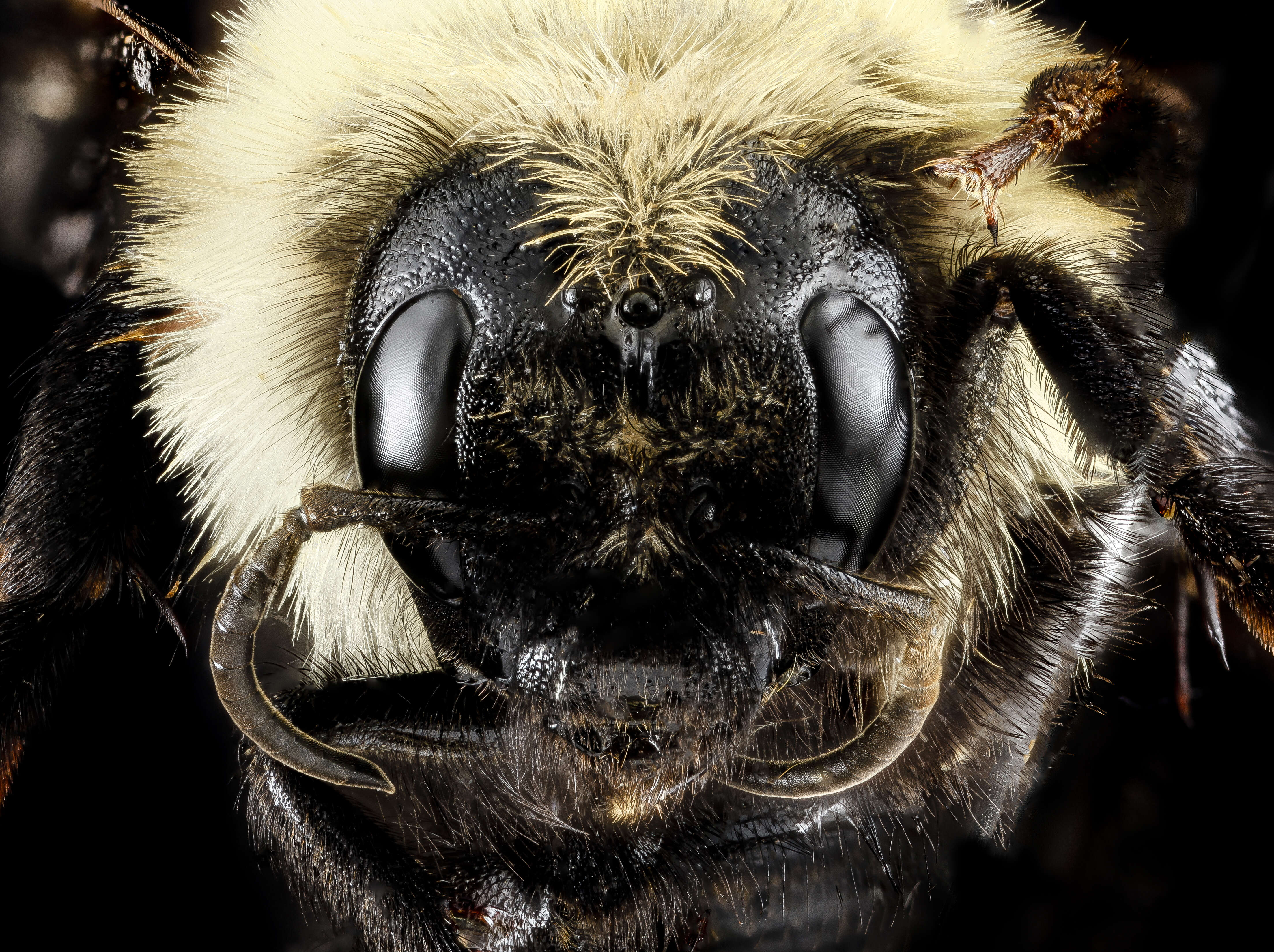 Image of Lemon Cuckoo Bumblebee