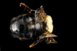 Image of Lemon Cuckoo Bumblebee