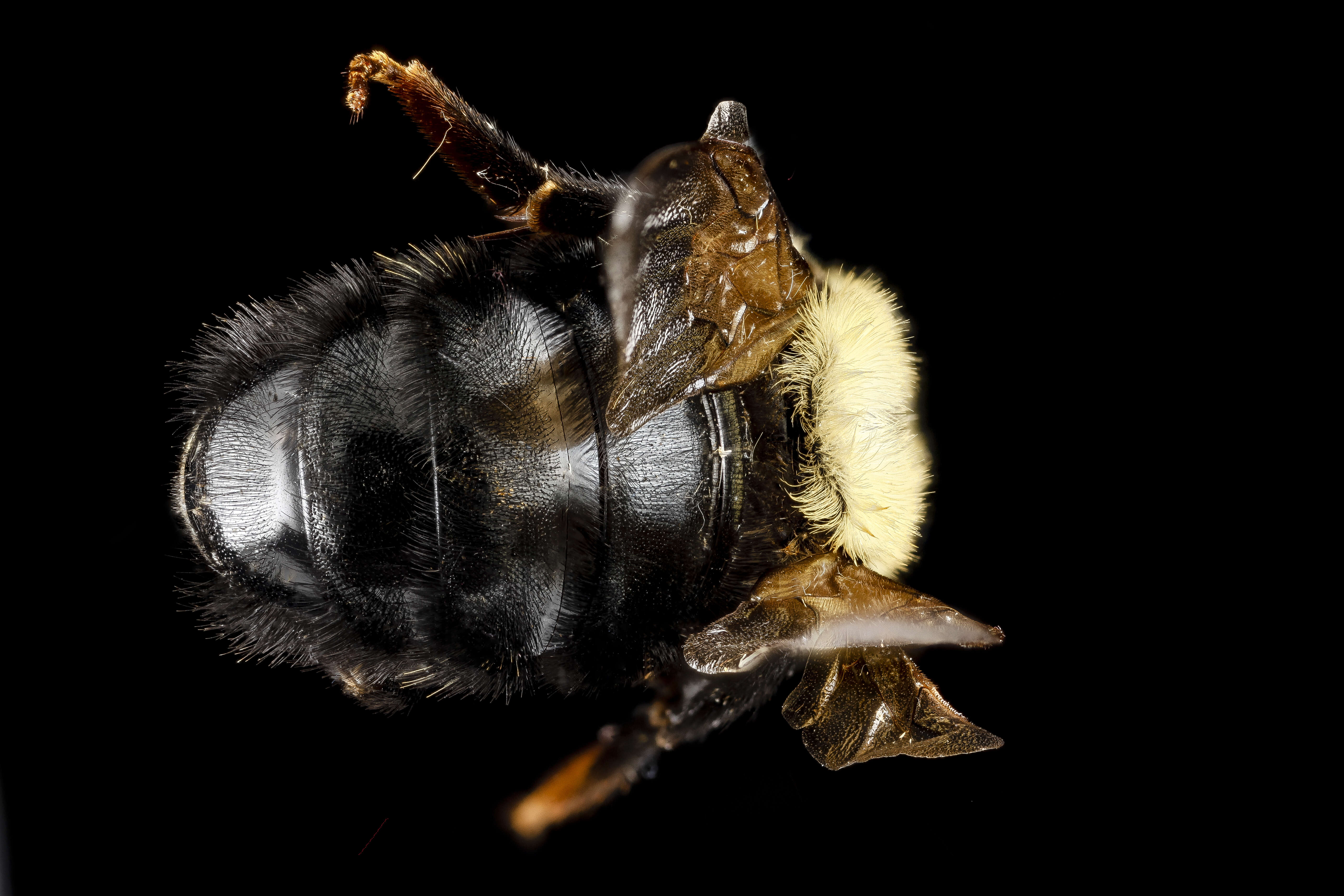 Image of Lemon Cuckoo Bumblebee