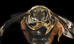 Image of Andrena hippotes Robertson 1895