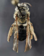 Image of Andrena forbesii Robertson 1891