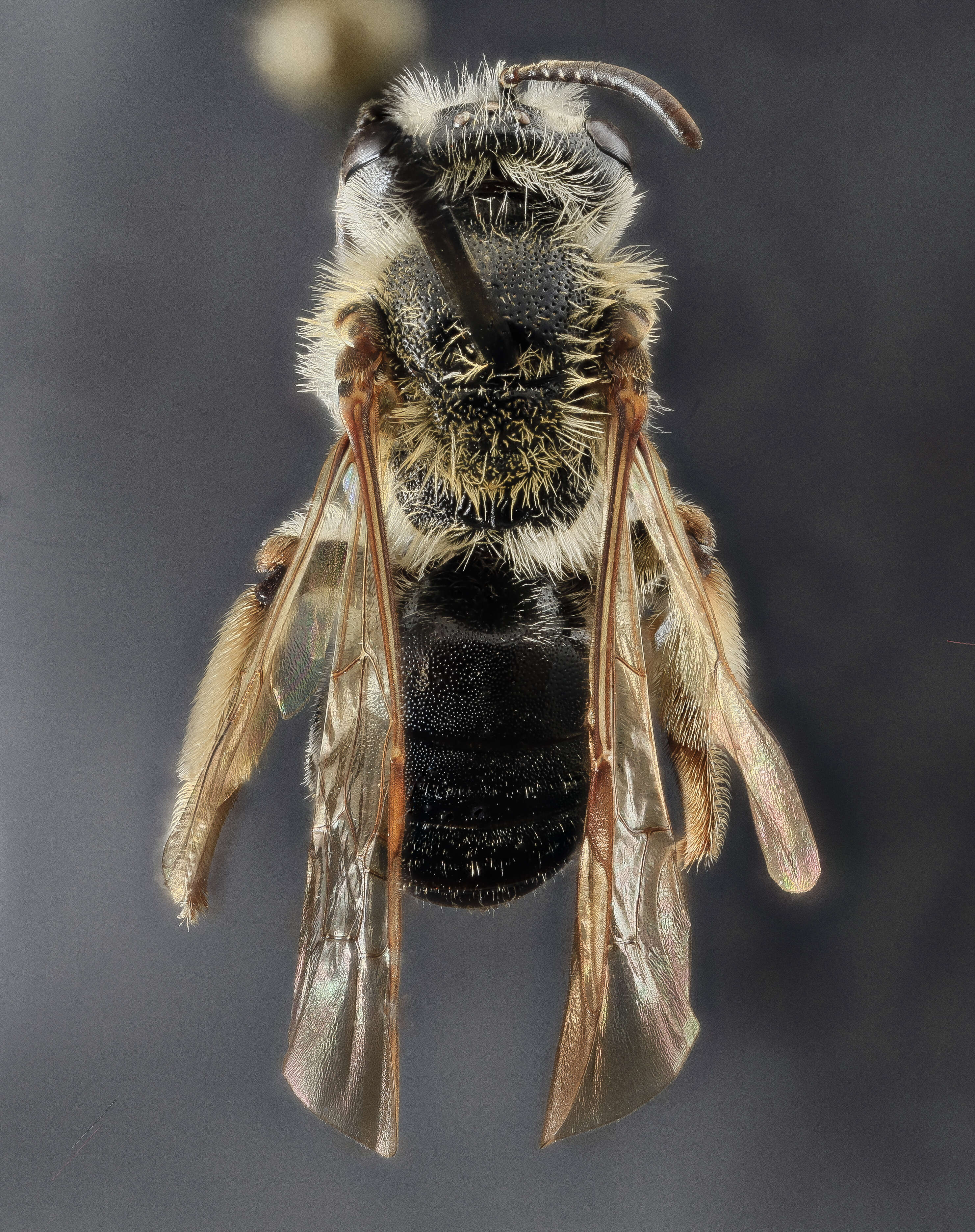 Image of Andrena forbesii Robertson 1891