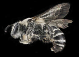 Image of Broad-footed Cellophane Bee