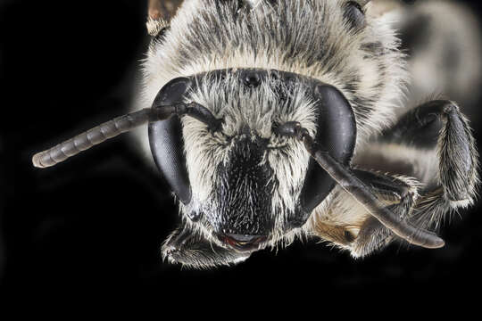 Image of Broad-footed Cellophane Bee