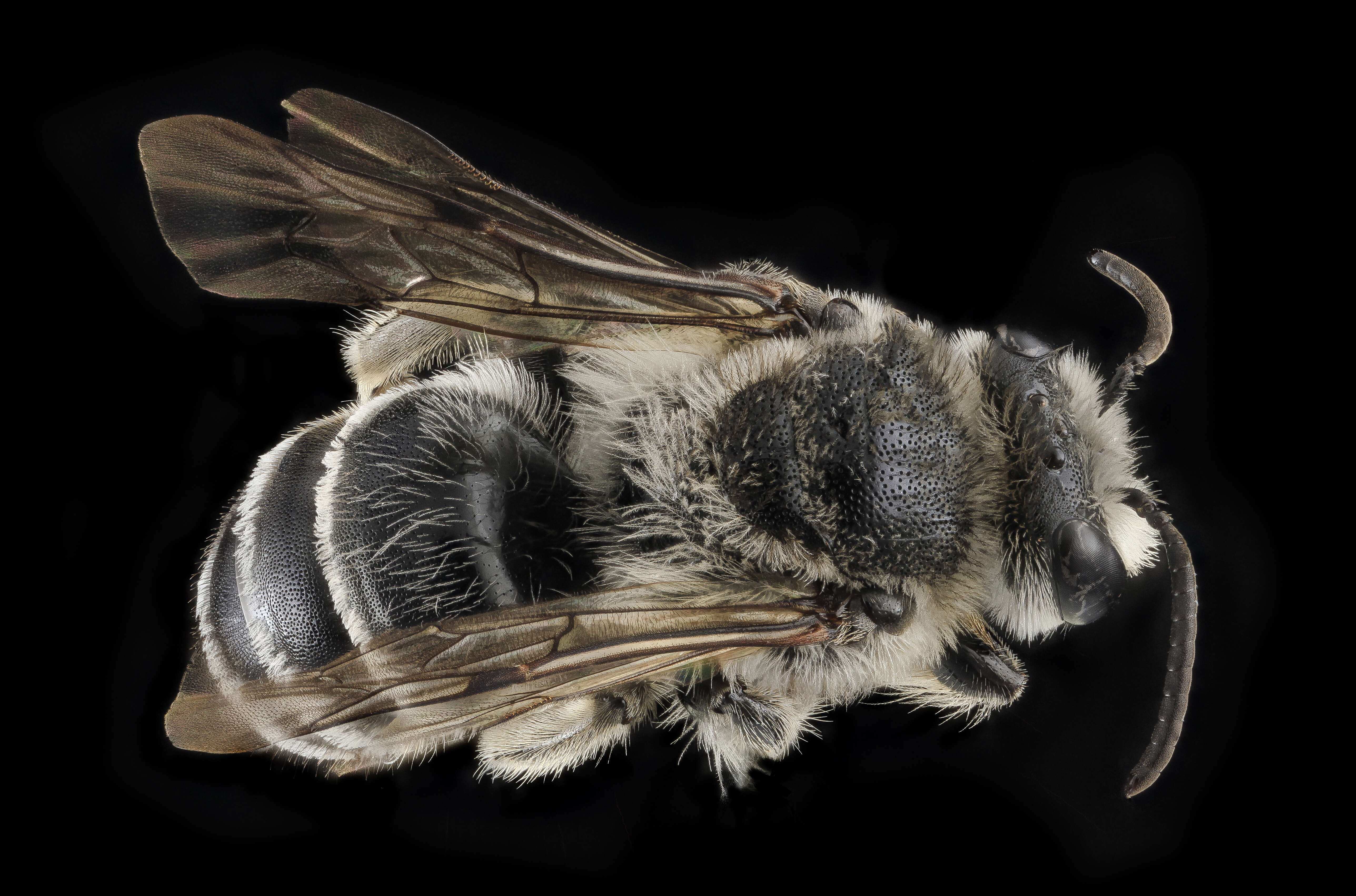 Image of Broad-footed Cellophane Bee