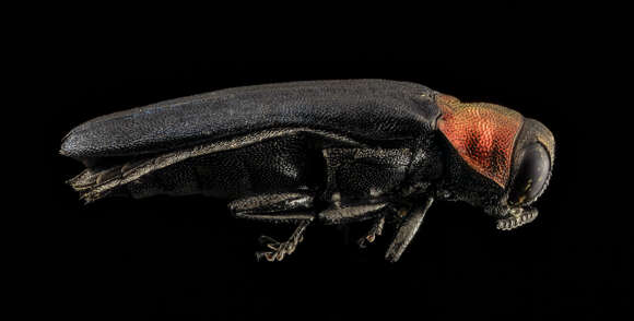 Image of Red-necked Cane Borer