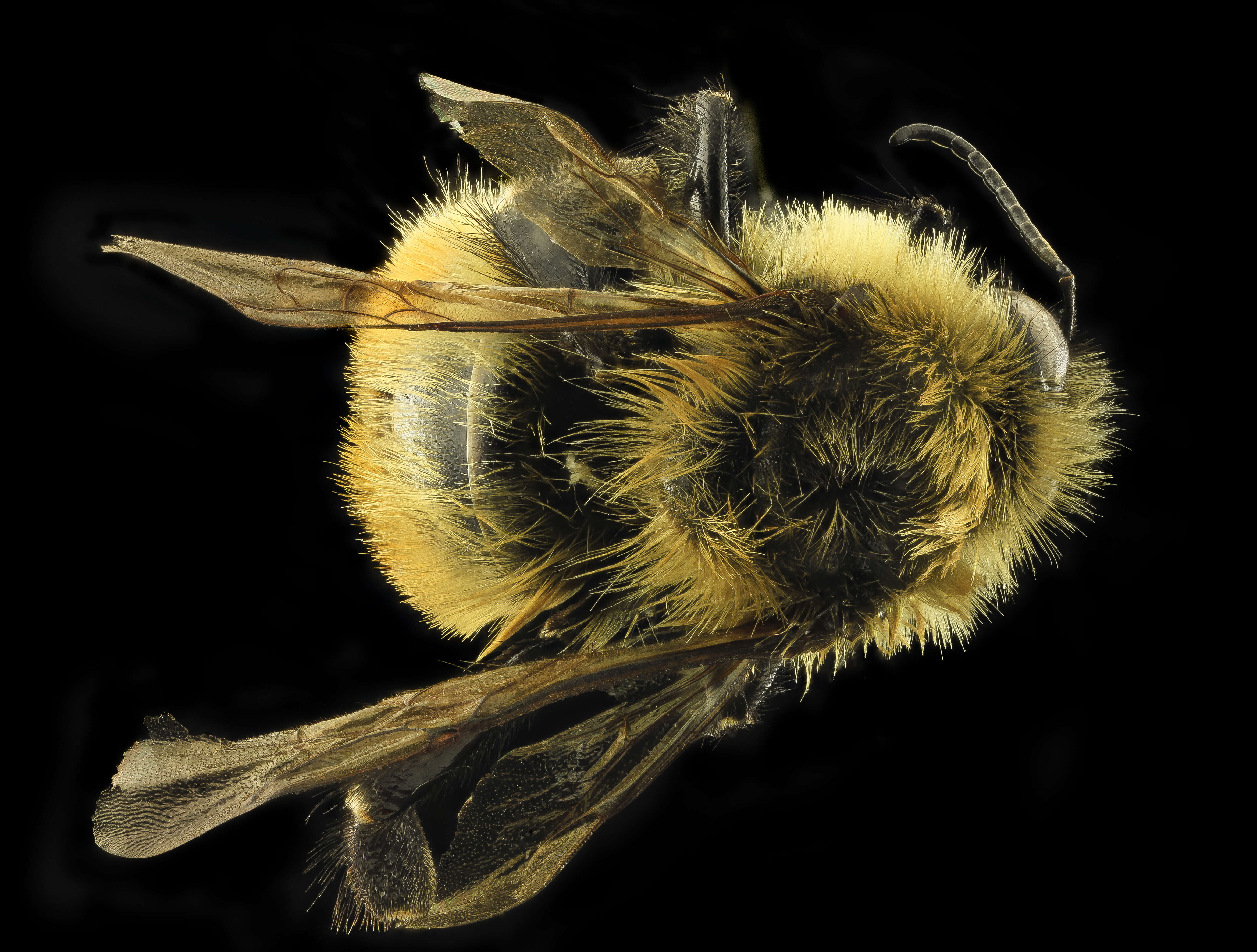 Image of Red-belted Bumble Bee