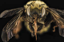 Image of Bumble-bee-mimic Anthophora