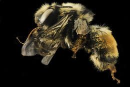 Image of Bumble-bee-mimic Anthophora