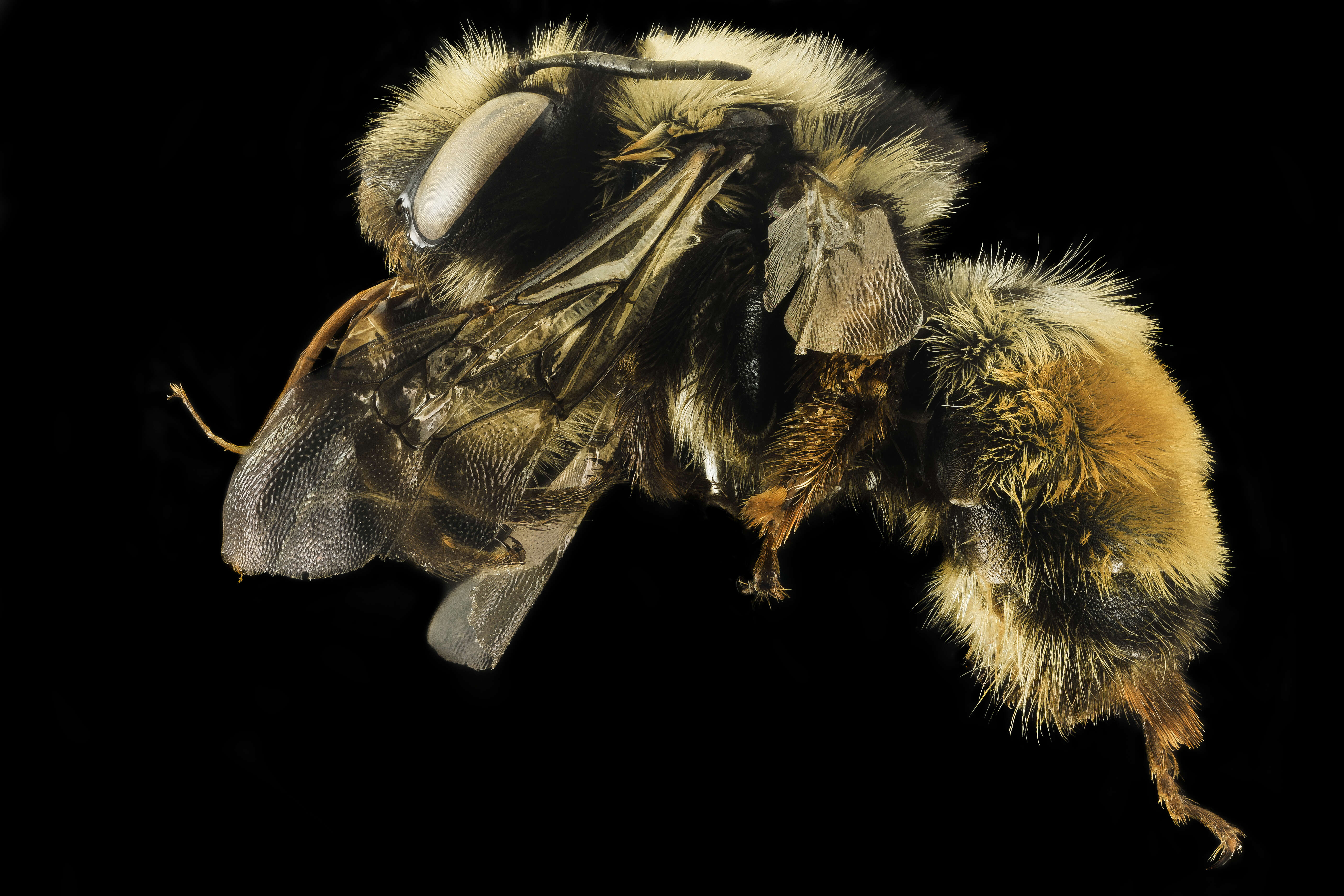 Image of Bumble-bee-mimic Anthophora