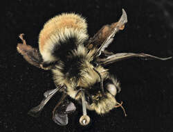 Image of Bumble-bee-mimic Anthophora