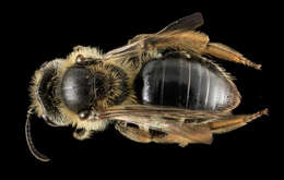 Image of Cresson's Andrena