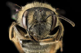 Image of Cresson's Andrena