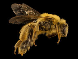 Image of Sunflower Andrena