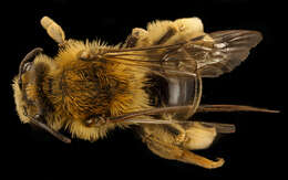 Image of Sunflower Andrena