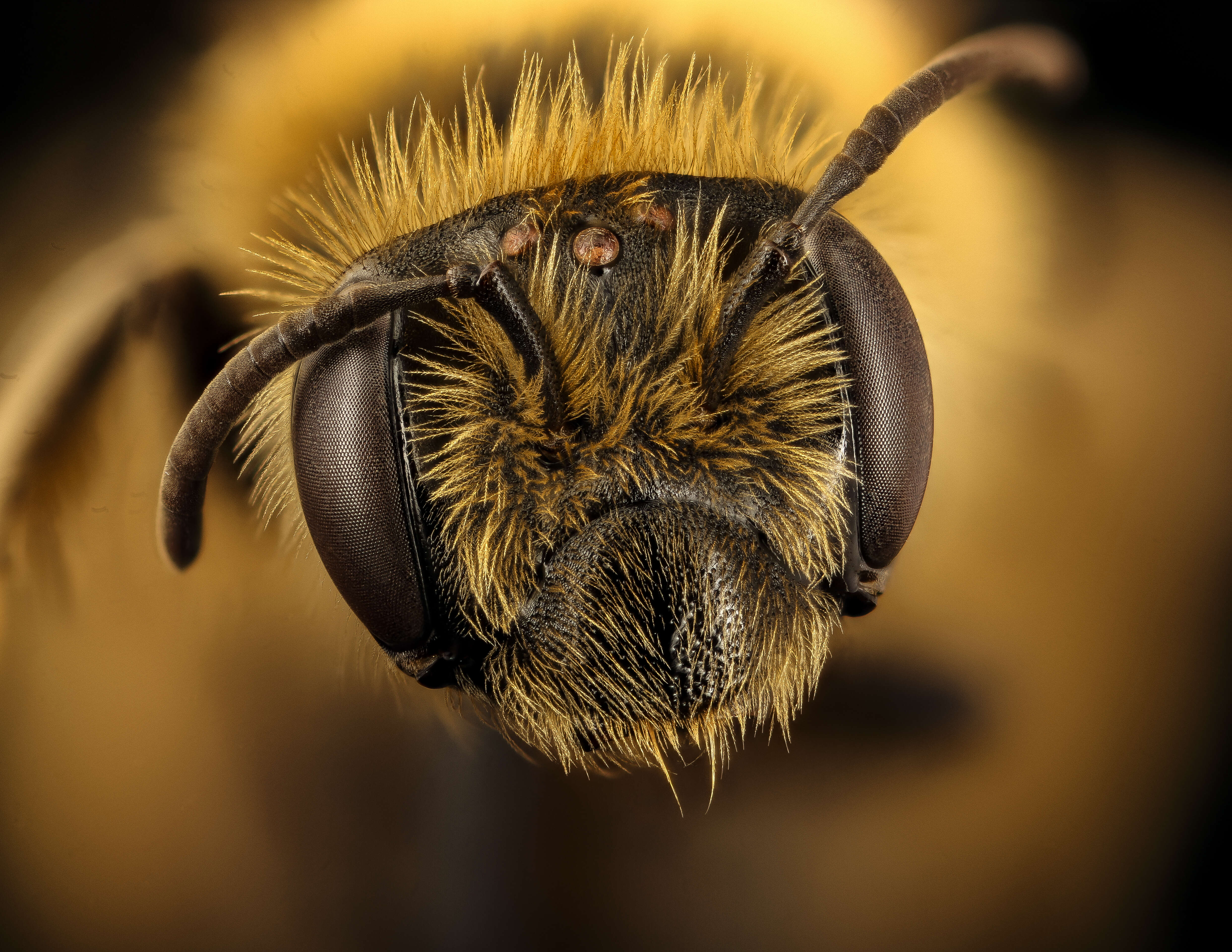 Image of Sunflower Andrena