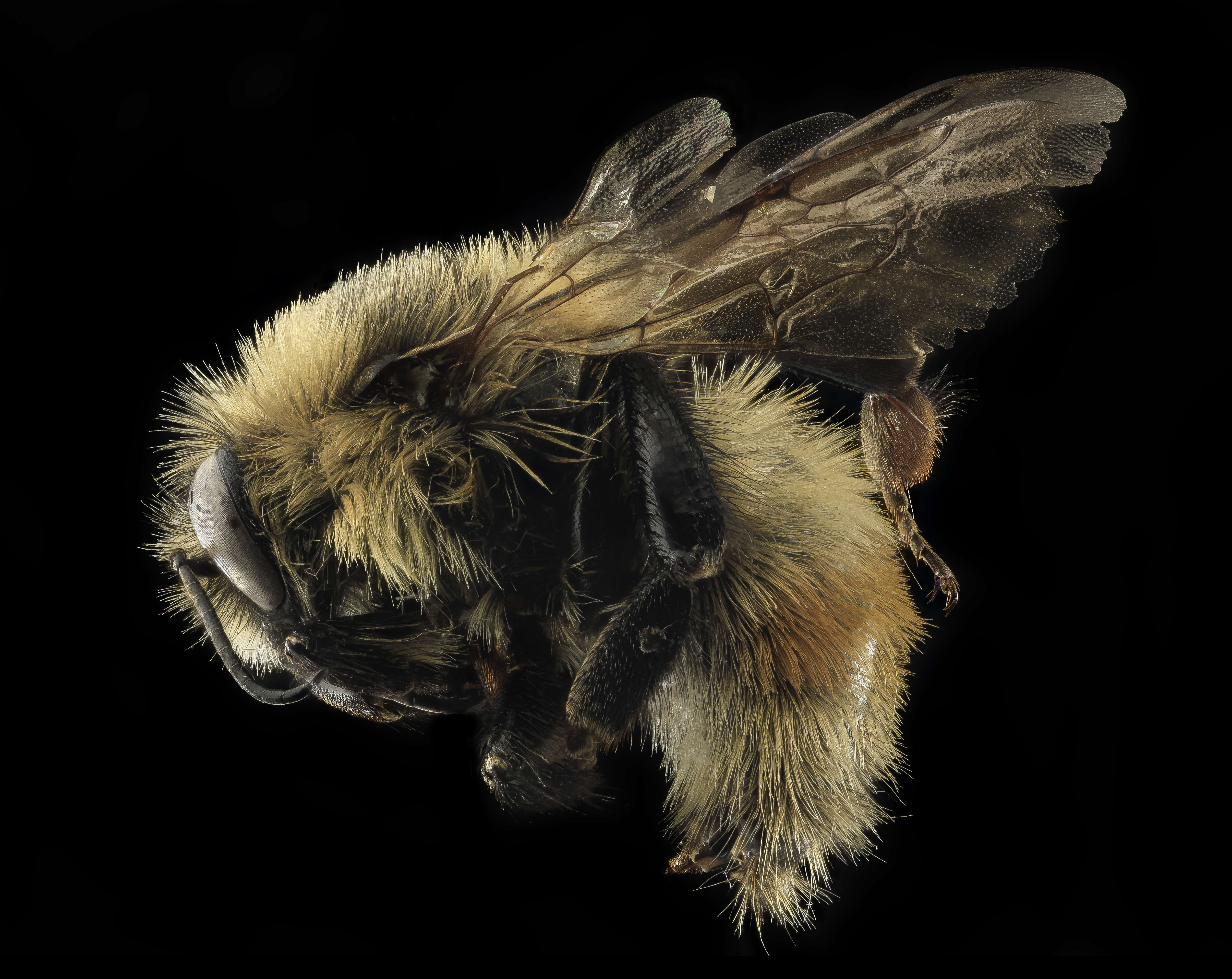 Image of Red-belted Bumble Bee