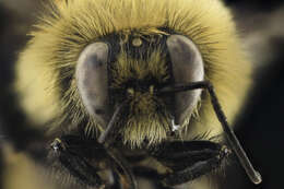 Image of Red-belted Bumble Bee