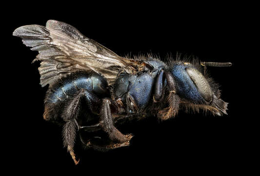 Sivun Osmia albolateralis Cockerell 1906 kuva