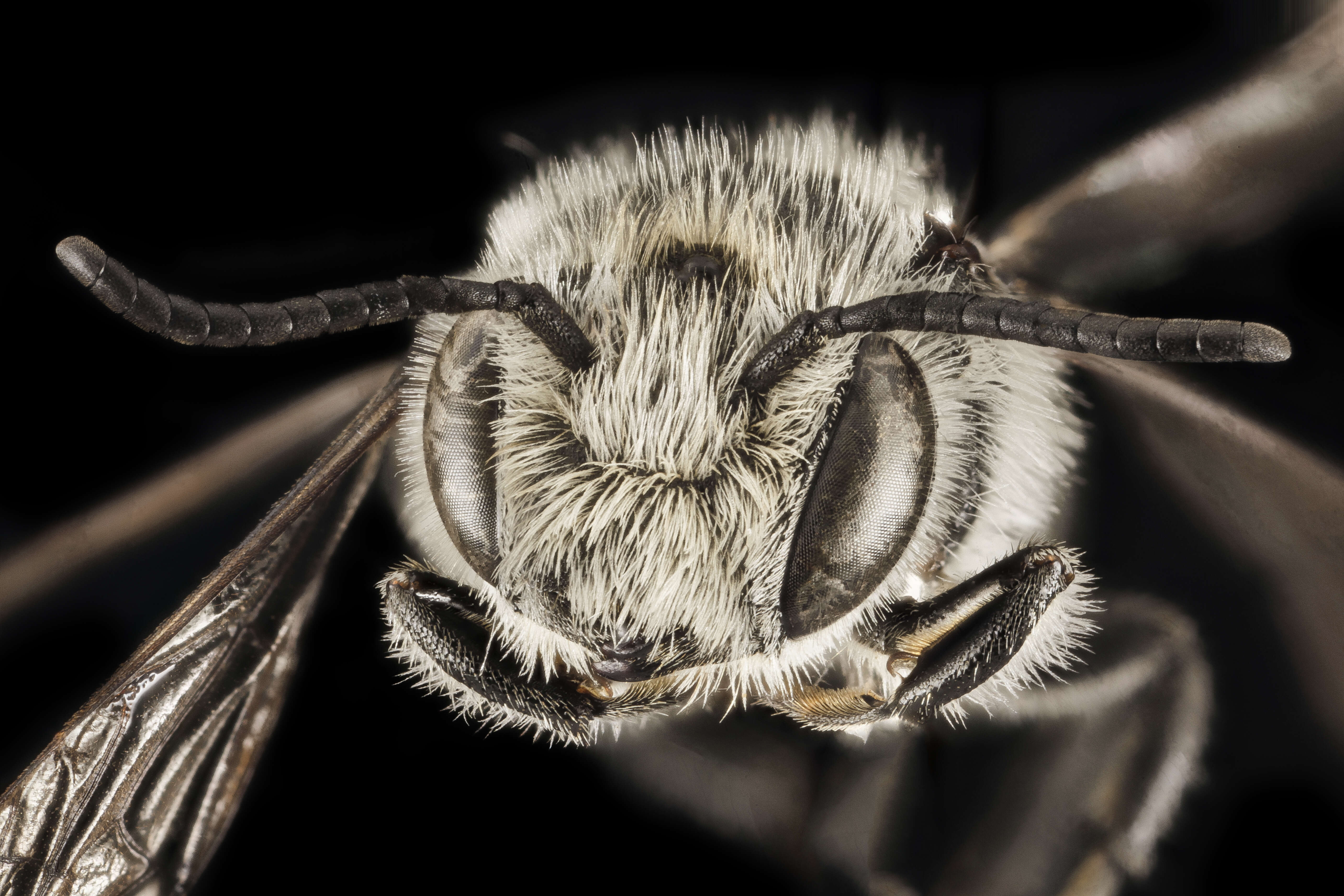 Image of Coelioxys sodalis Cresson 1878