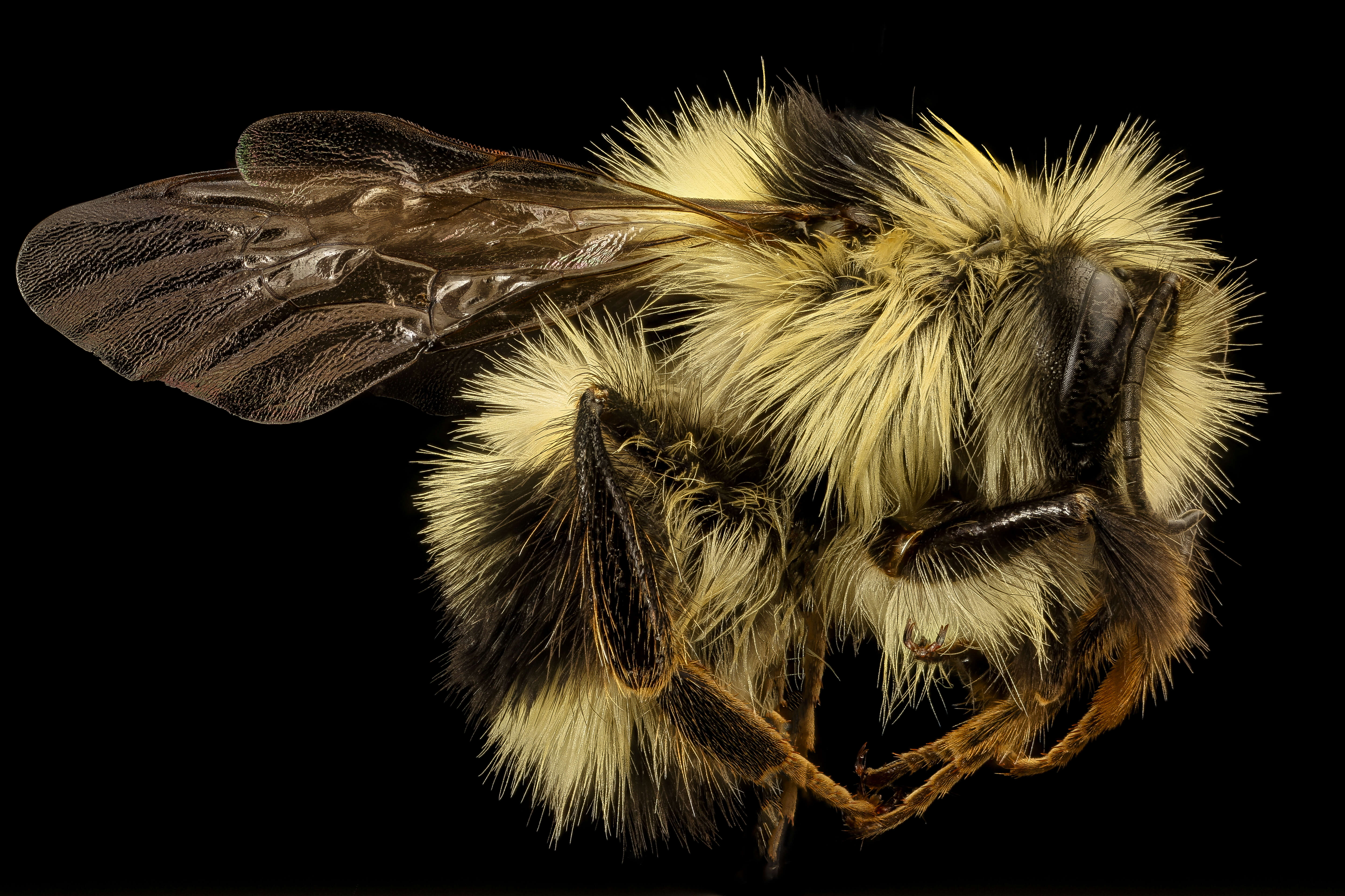 Image of Black Tail Bumble Bee