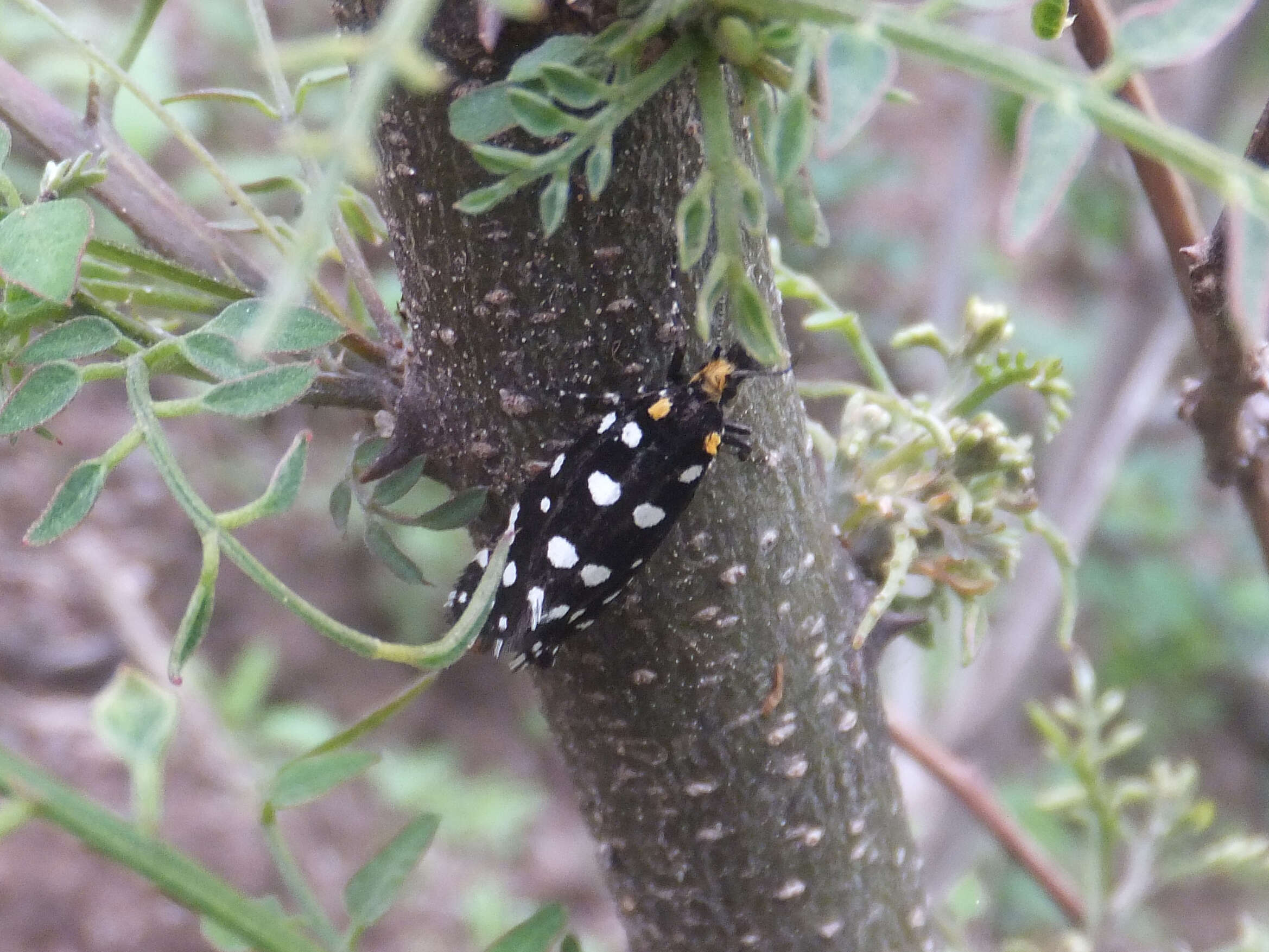 Sivun Euplocamus anthracinalis (Scopoli 1763) kuva