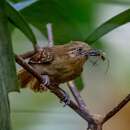 Image of Brown-bellied Antwren