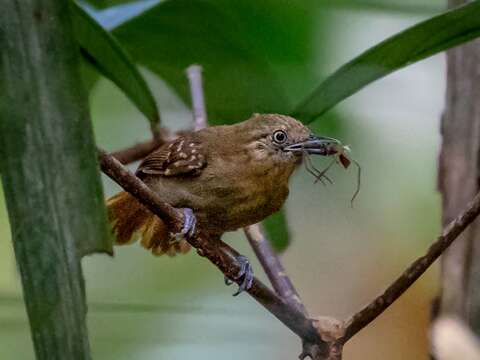 Image of Brown-bellied Antwren