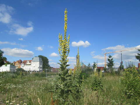 Image of Great Mullein