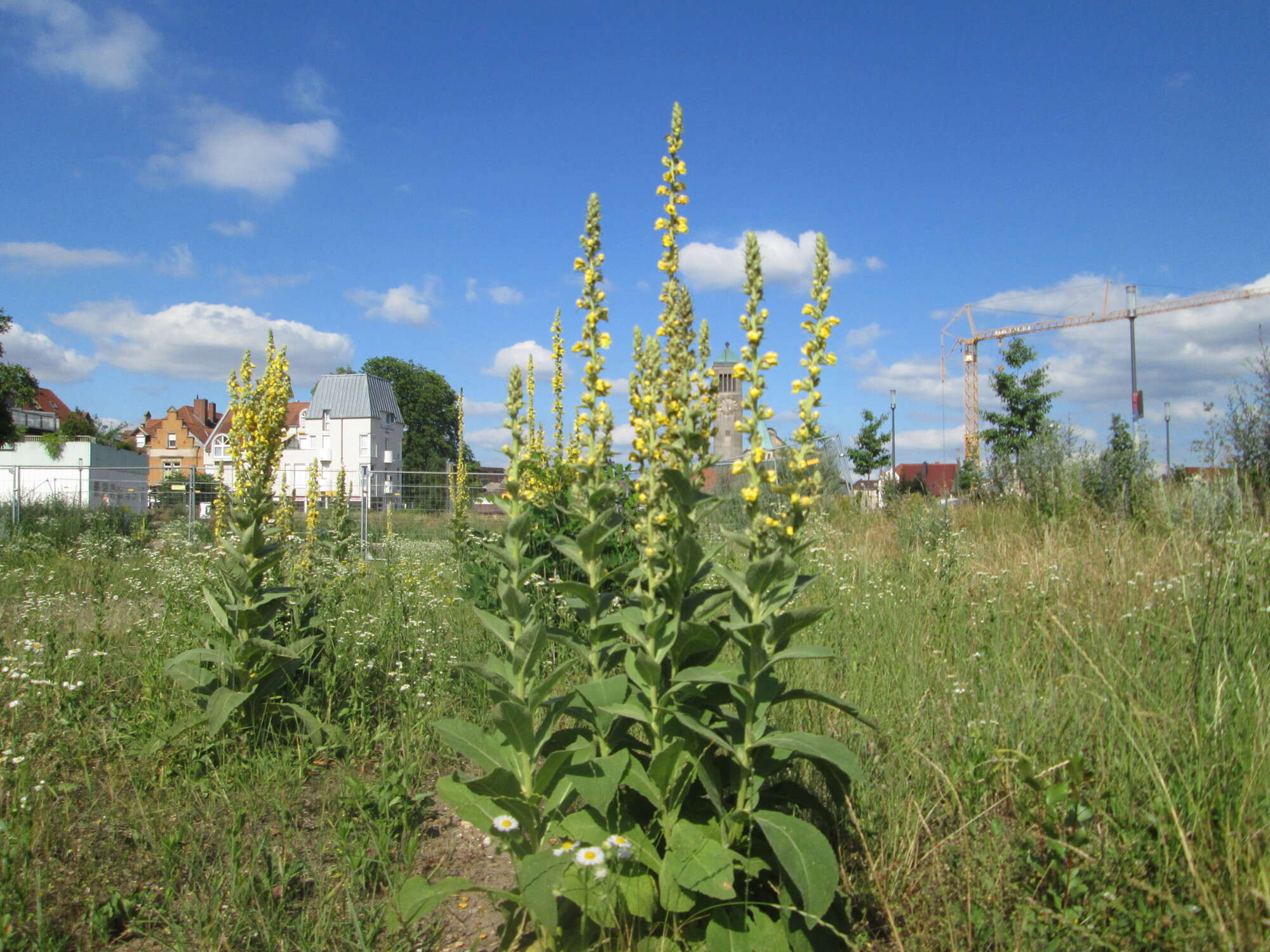 Image of Great Mullein