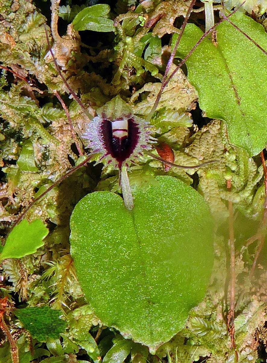 Image de Corybas oblongus (Hook. fil.) Rchb. fil.