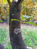 Image of mammee sapote