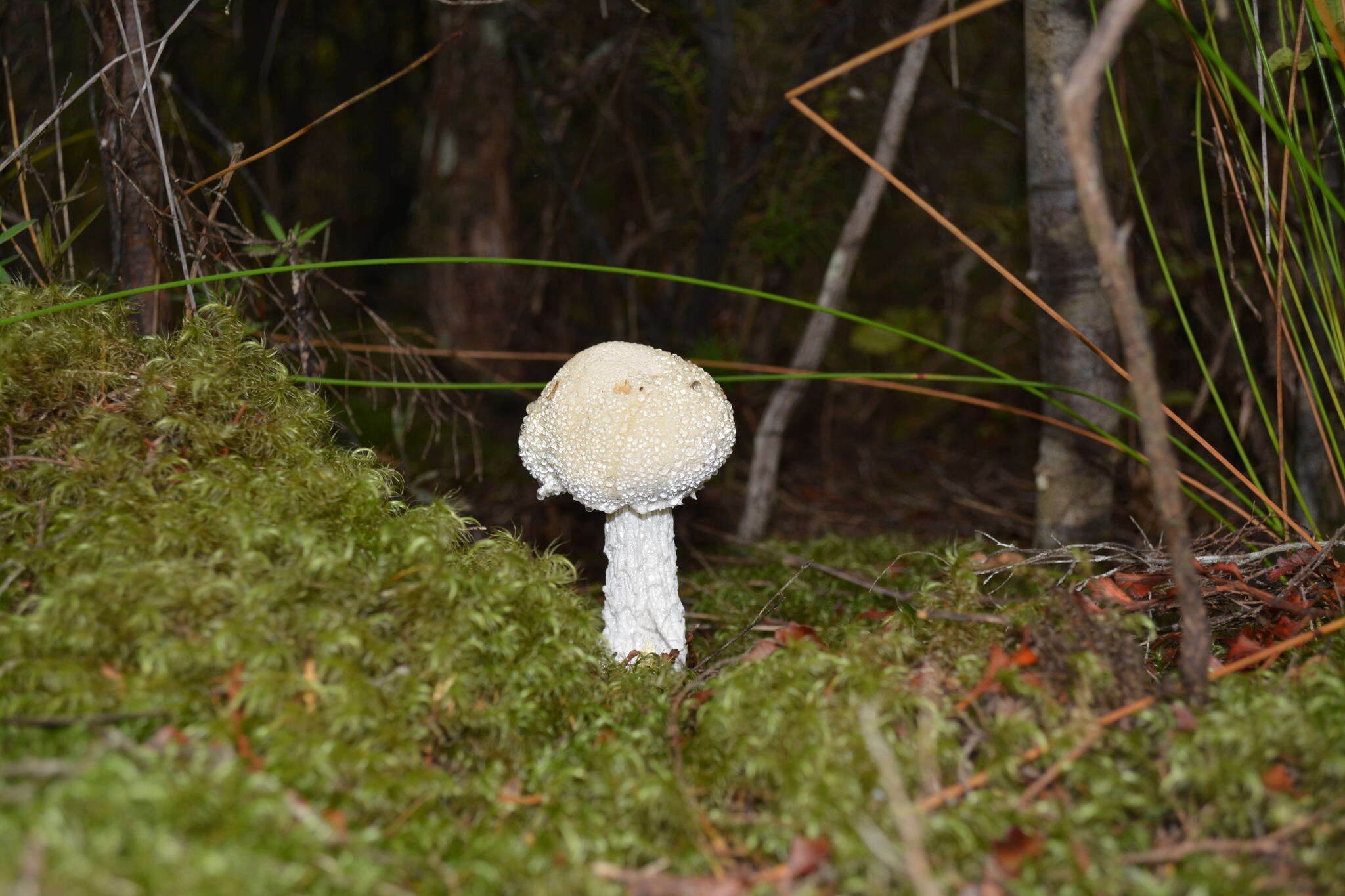 Image of snowy bolete