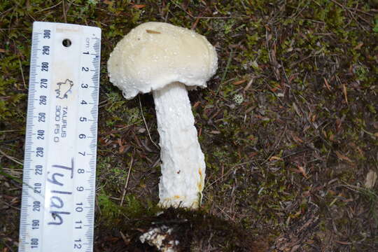 Image of snowy bolete