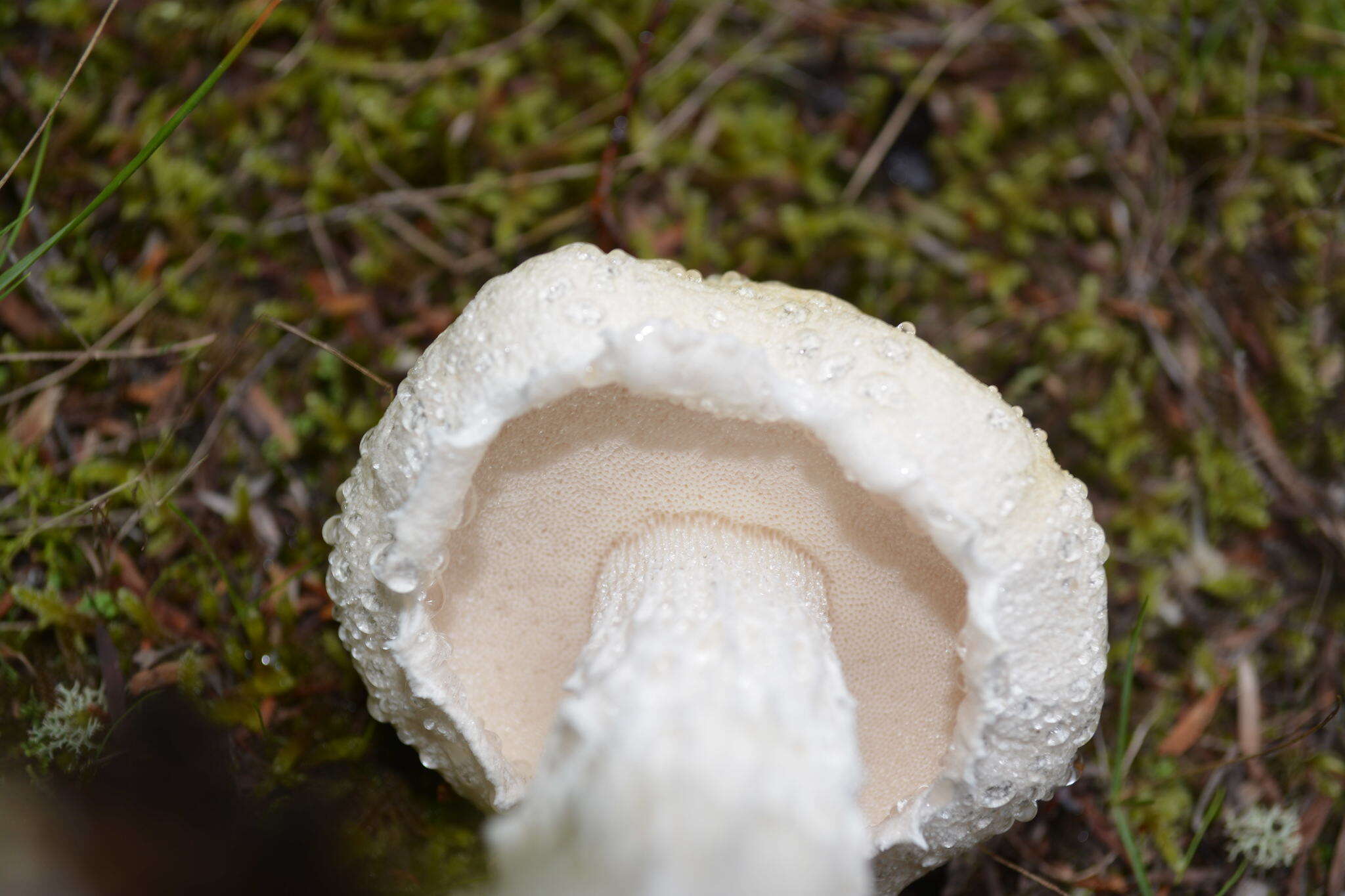 Image of snowy bolete