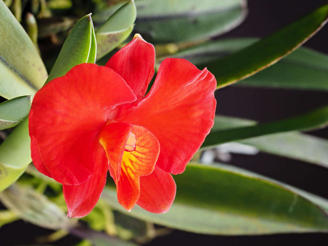 Image of Scarlet Cattleya