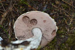 Image of Austroboletus