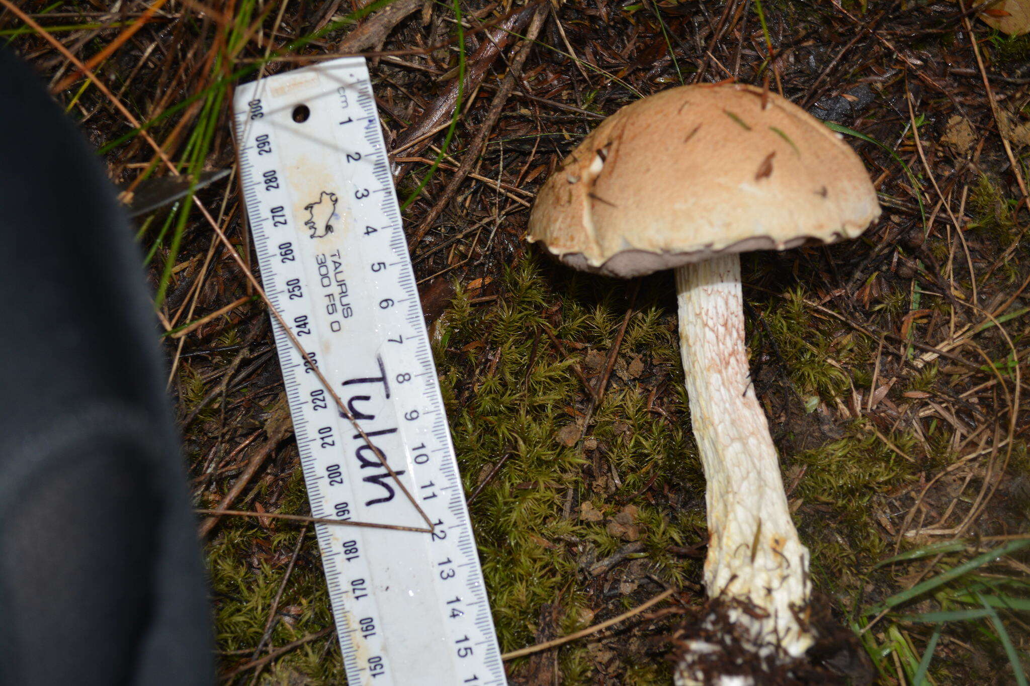 Image of Austroboletus