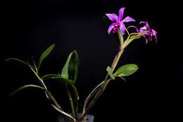 Image of Violet Cattleya