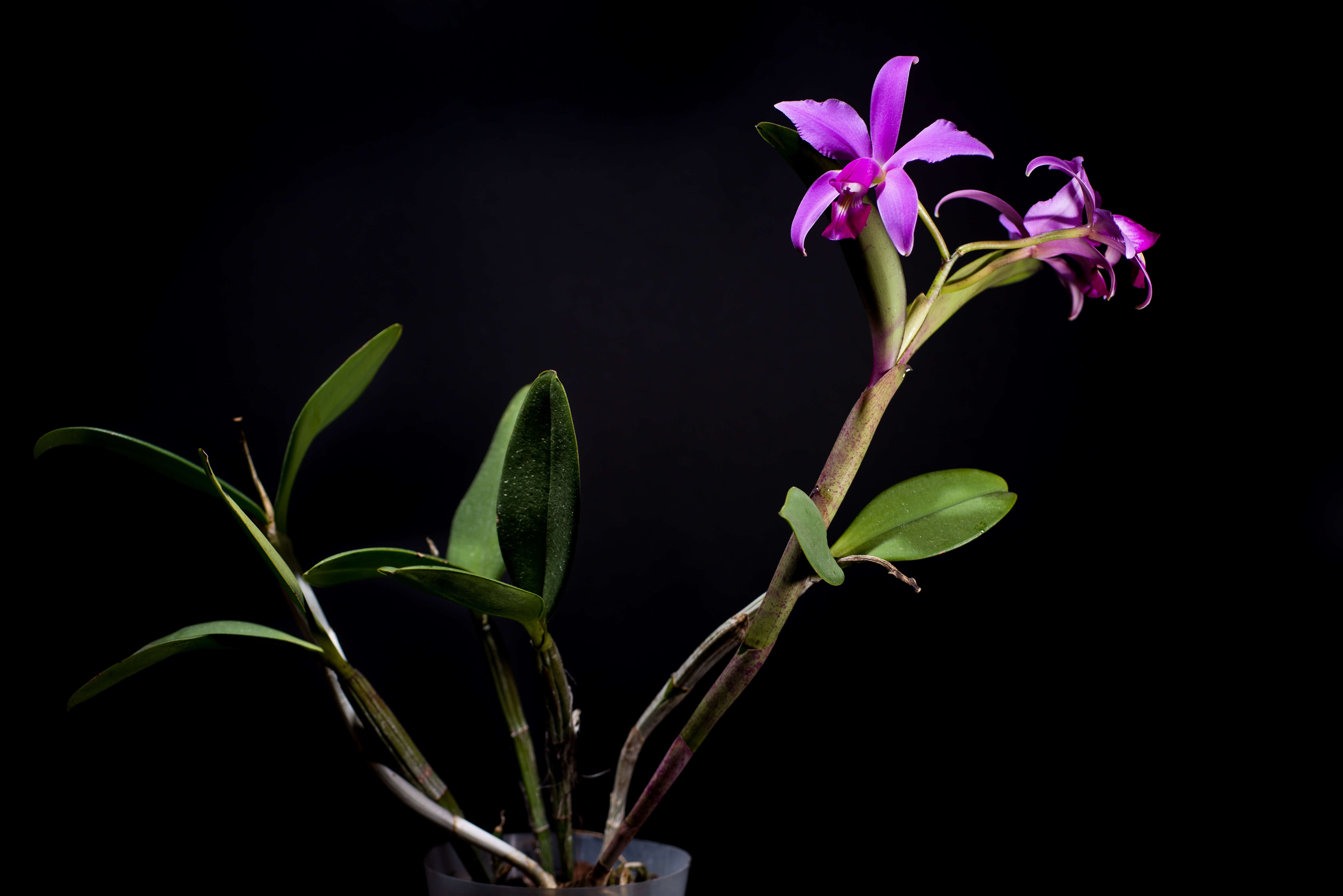 Image of Violet Cattleya