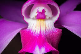 Image of Violet Cattleya