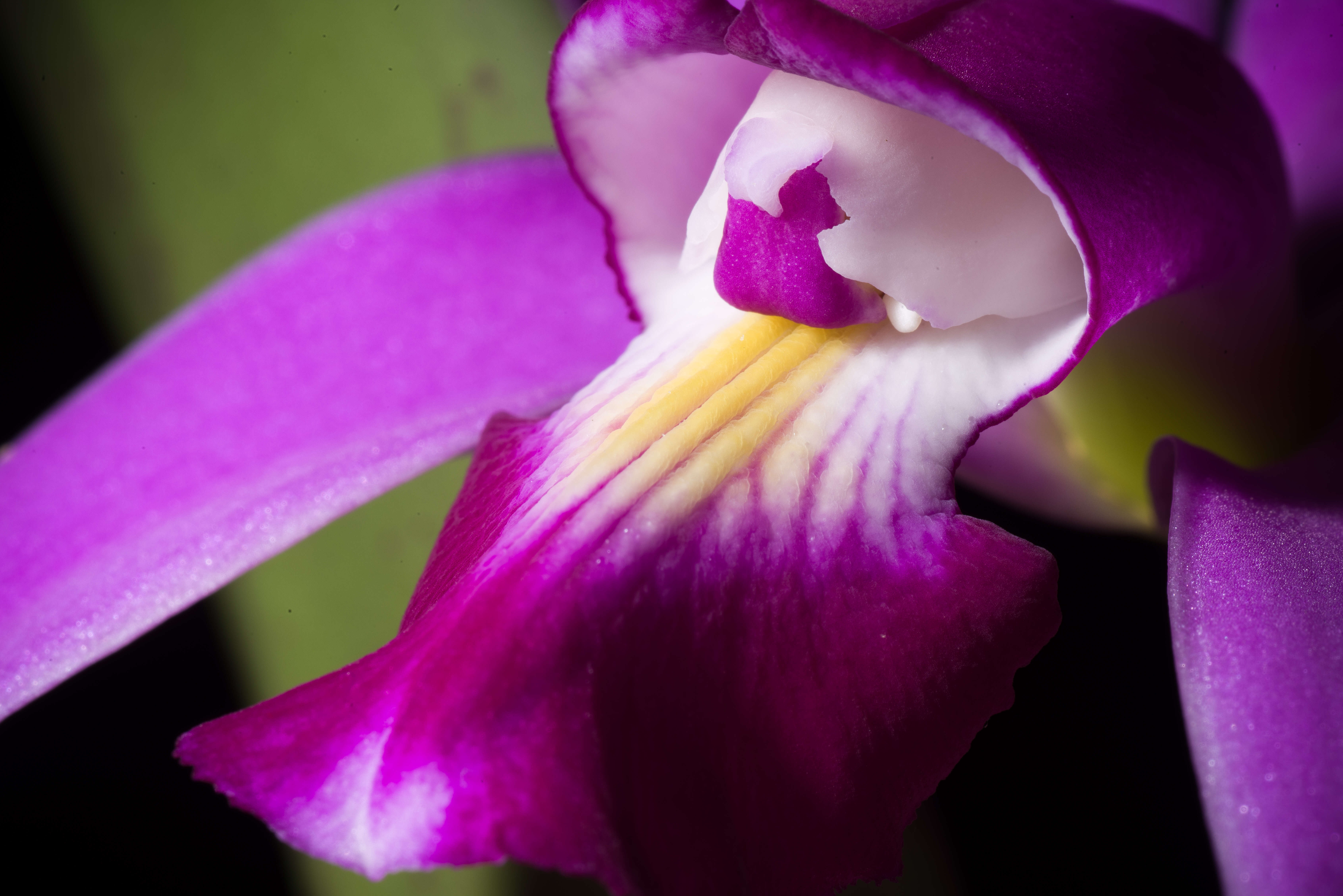 Image of Violet Cattleya