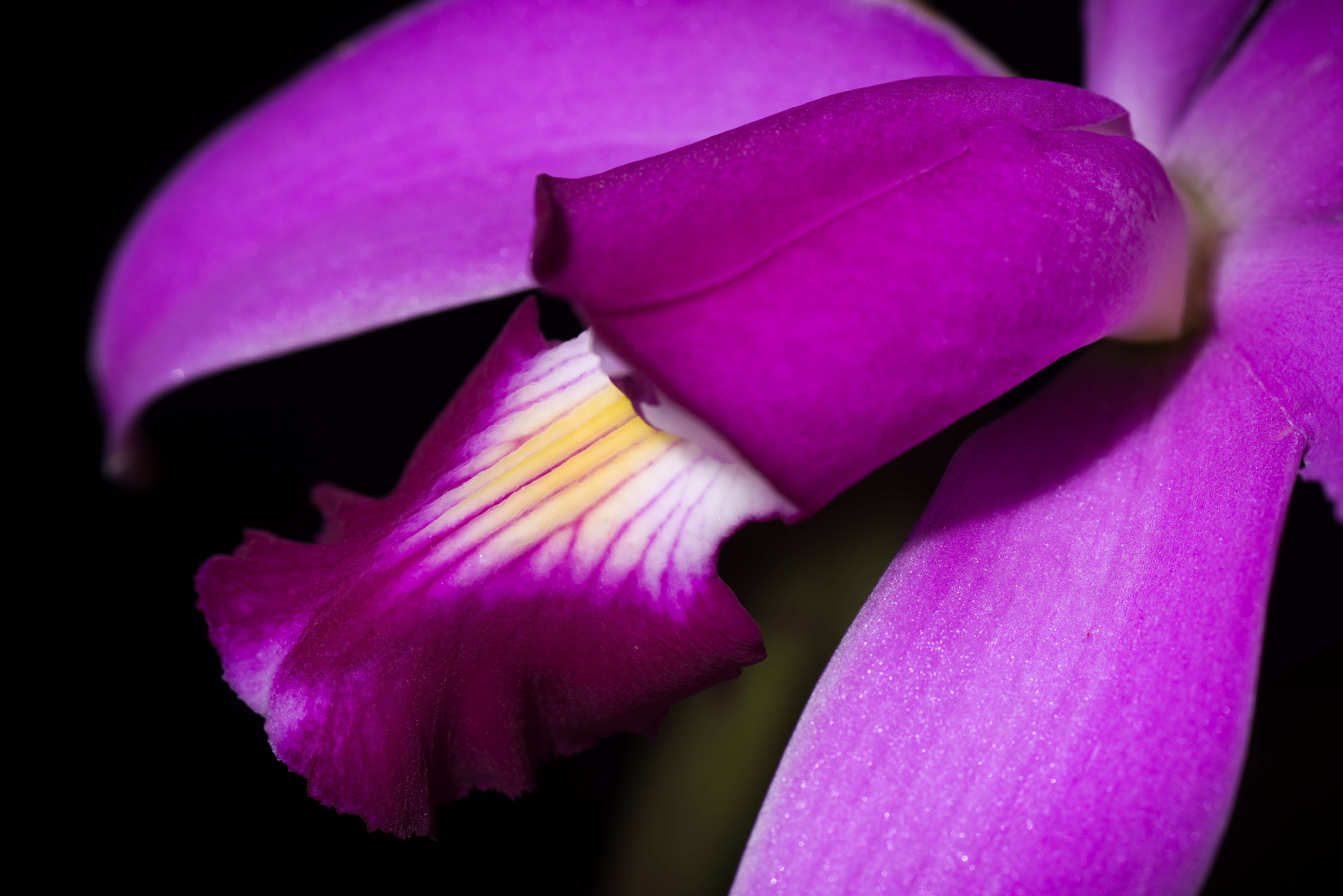 Image of Violet Cattleya