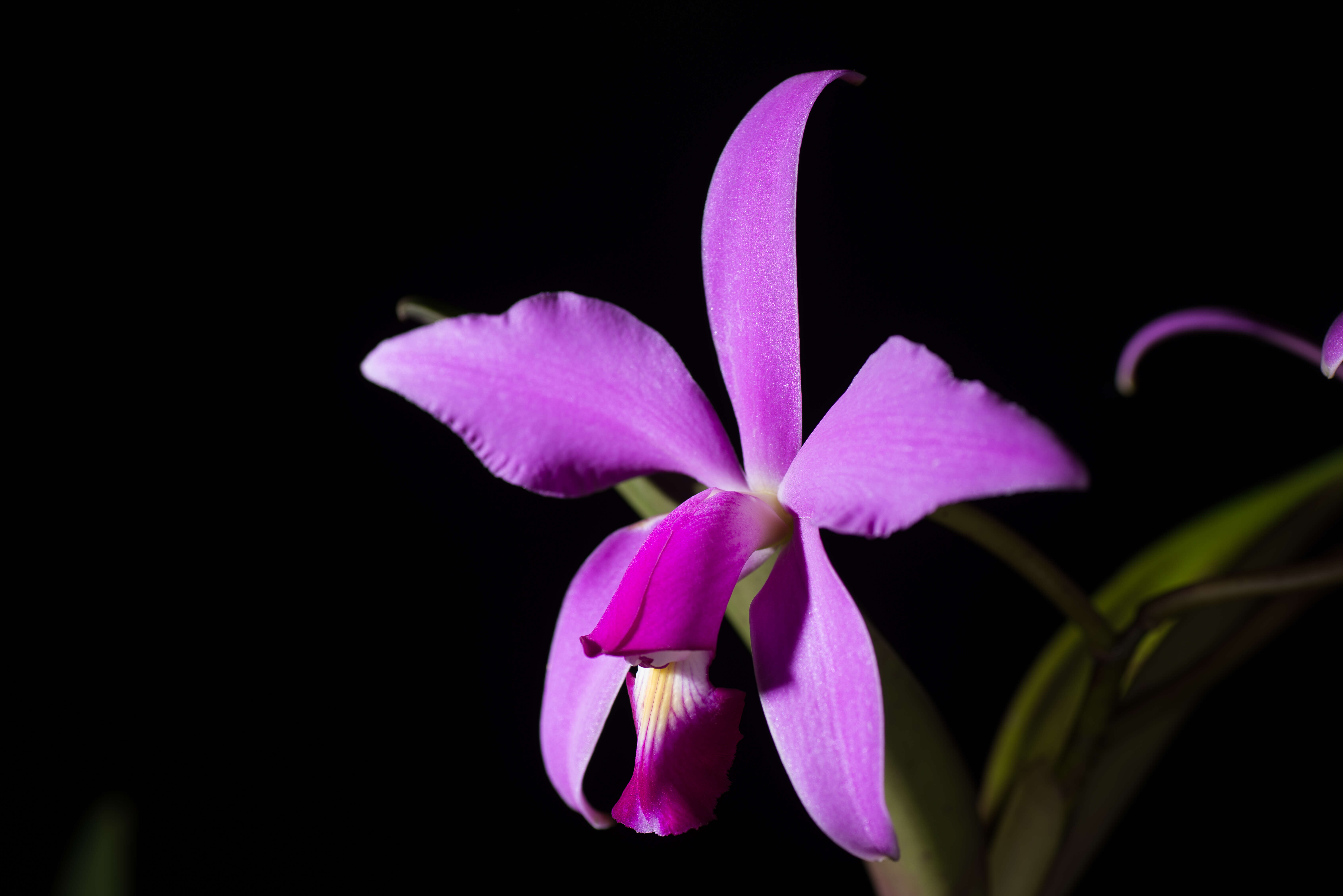 Image of Violet Cattleya