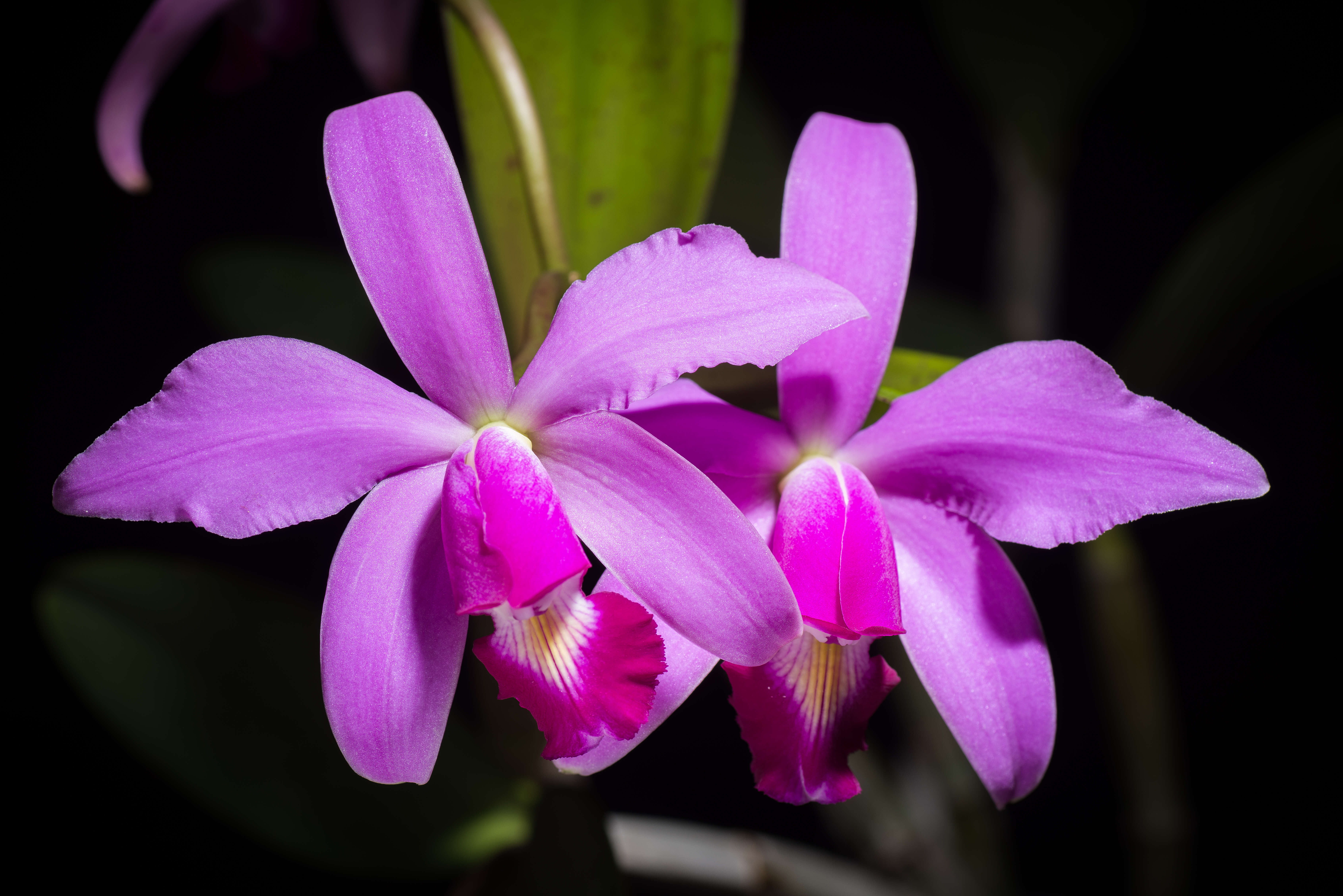 Image of Violet Cattleya