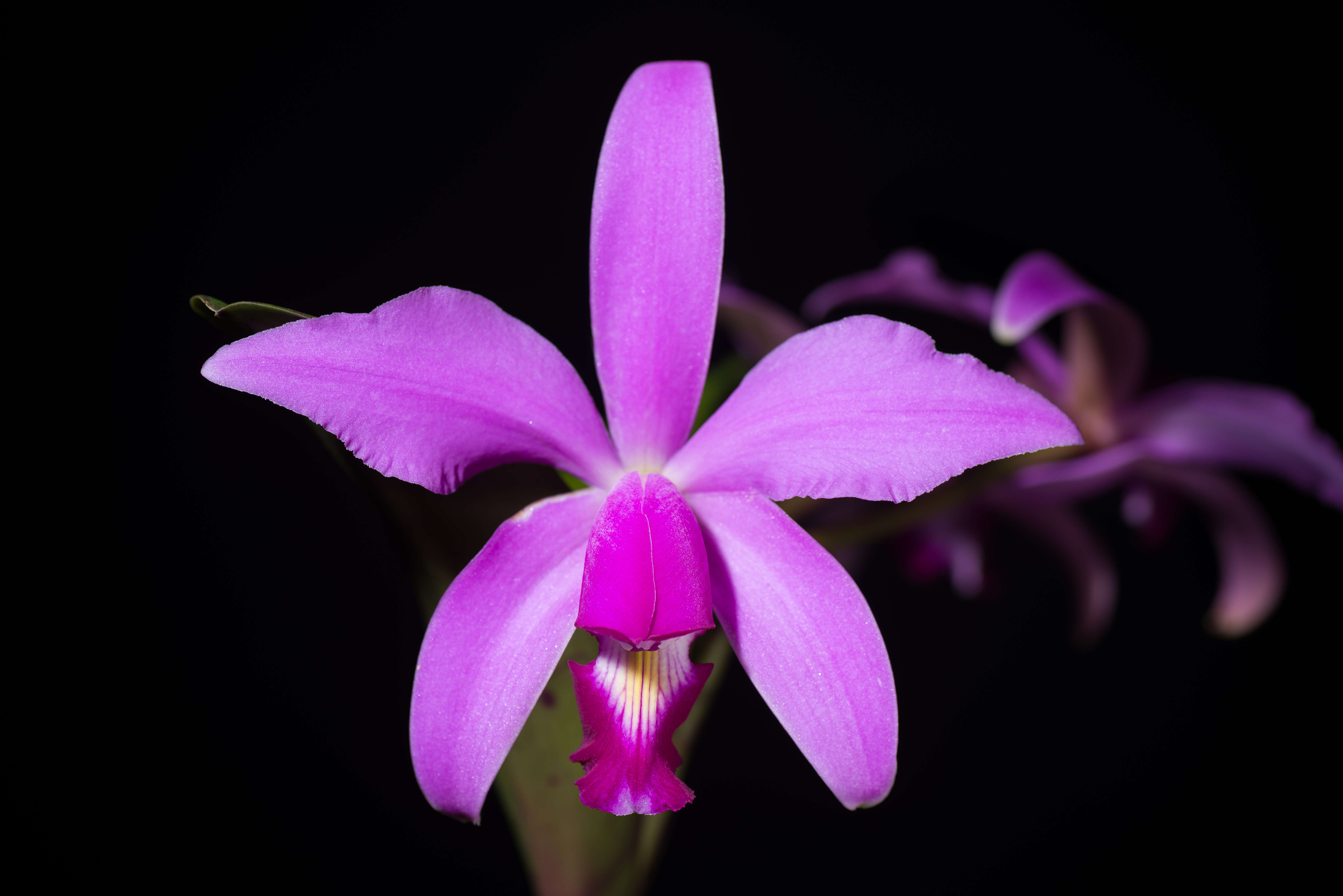 Image of Violet Cattleya